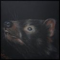 Tasmanischer Teufel; Acryl auf Leinwand;
77 x 77 cm